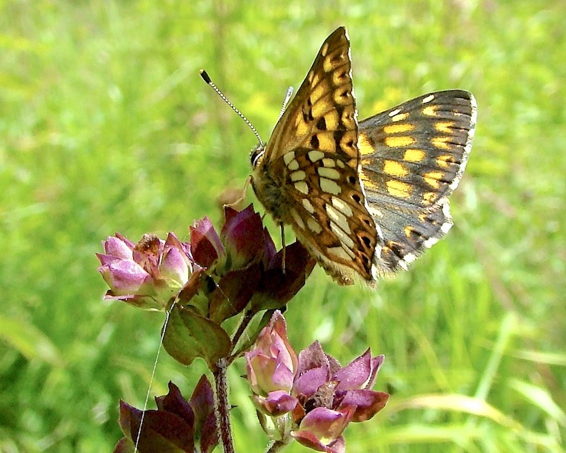 Duke of Burgundy